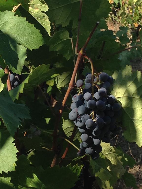 Agriturismo Il Muto Di Gallura Aggius エクステリア 写真