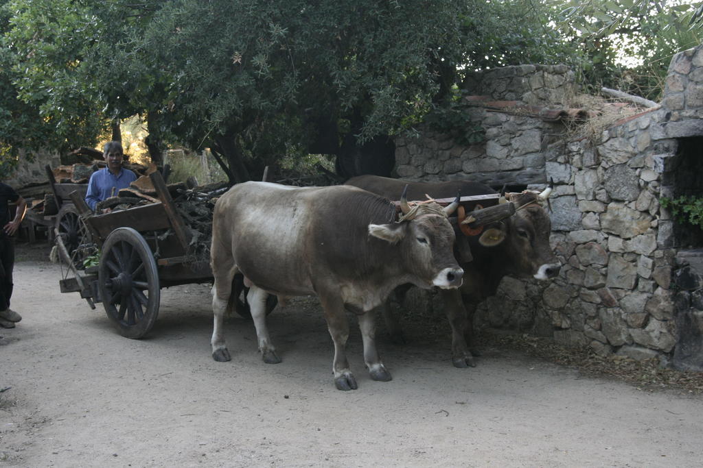 Agriturismo Il Muto Di Gallura Aggius エクステリア 写真