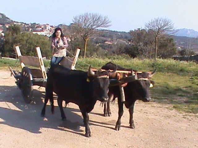 Agriturismo Il Muto Di Gallura Aggius エクステリア 写真