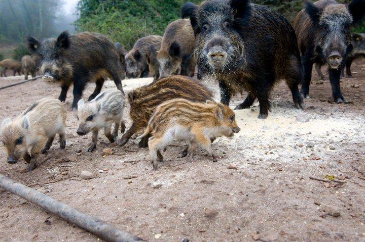 Agriturismo Il Muto Di Gallura Aggius エクステリア 写真