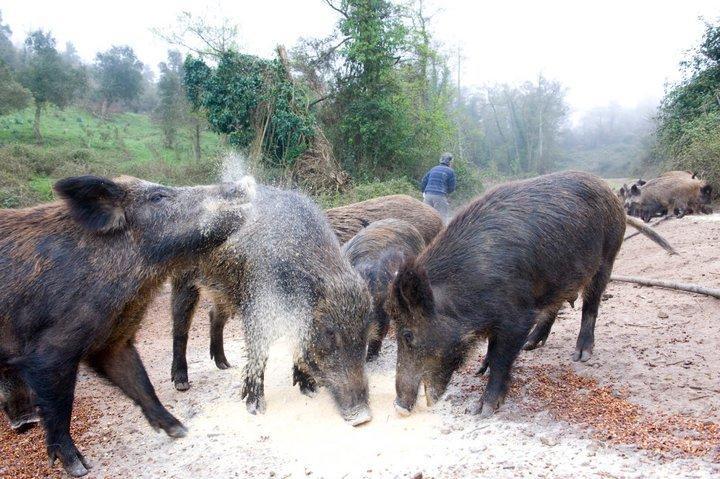 Agriturismo Il Muto Di Gallura Aggius エクステリア 写真