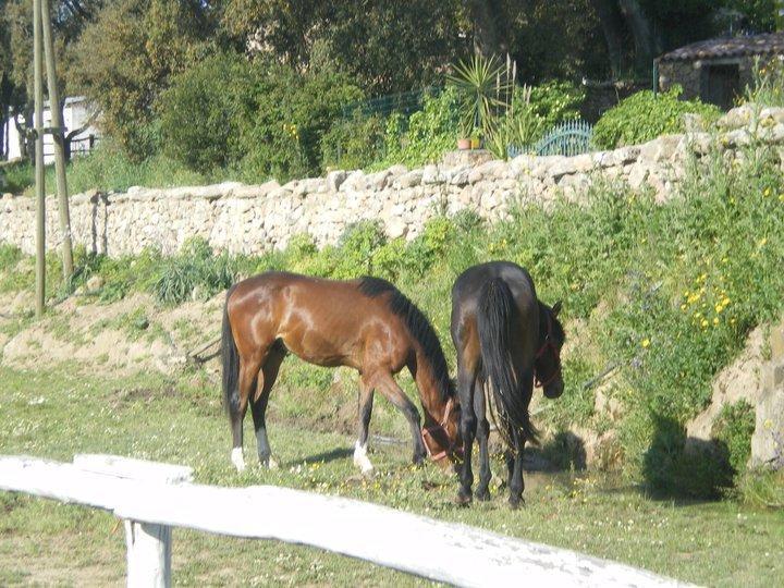 Agriturismo Il Muto Di Gallura Aggius エクステリア 写真