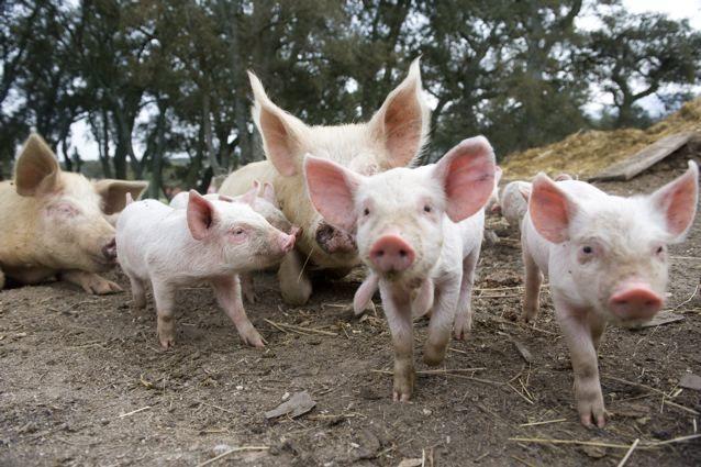Agriturismo Il Muto Di Gallura Aggius エクステリア 写真