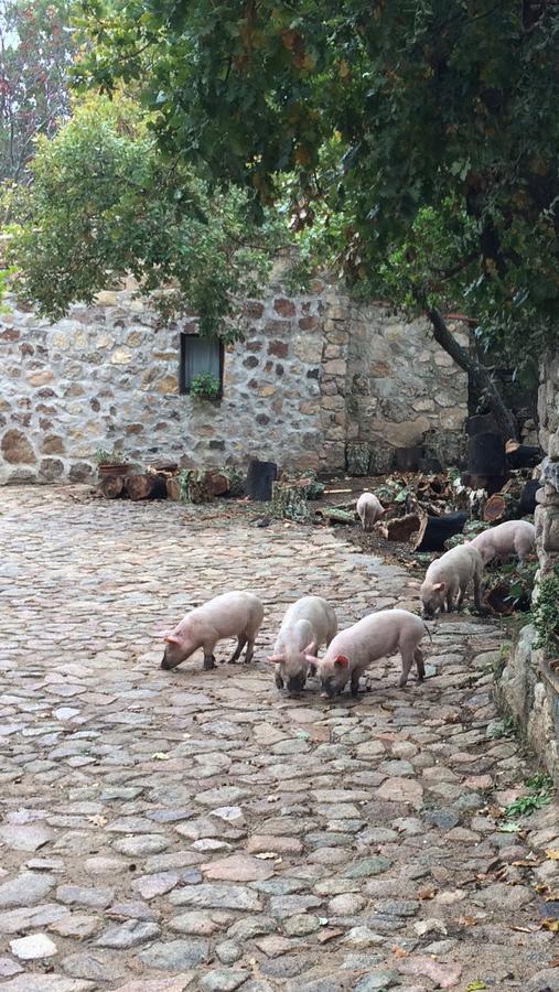 Agriturismo Il Muto Di Gallura Aggius エクステリア 写真